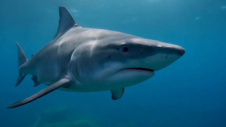 Нейровидео. Как делать видео в Runway - i60712.jpeg