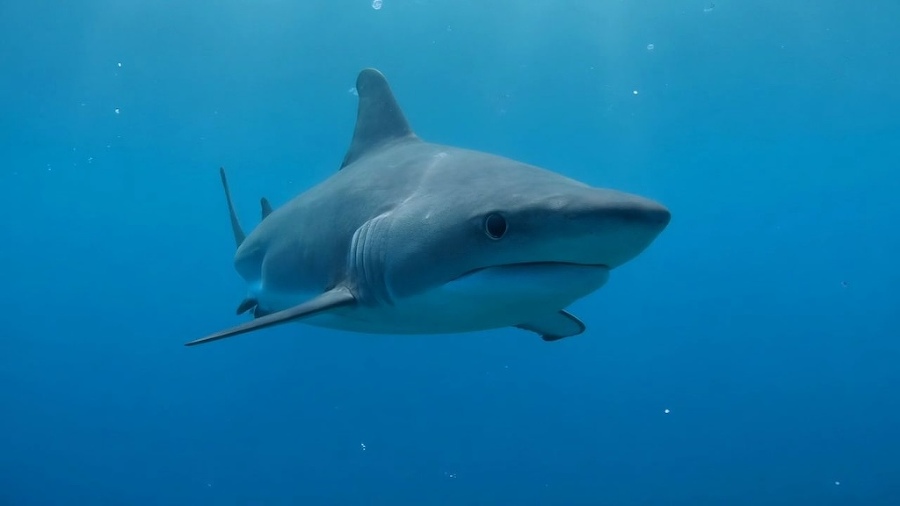 Нейровидео. Как делать видео в Runway - i60714.jpeg