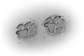 Дарина – разрушительница заклятий. Тайна кошачьего братства - i_001.jpg