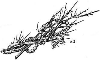 Приключения Джека Баллистера. Отто Серебряная Рука - i_017.jpg