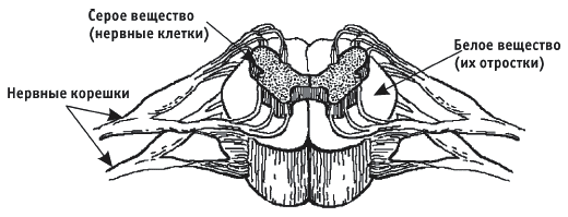 Грыжа позвоночника. Безоперационное лечение и профилактика - _017.png