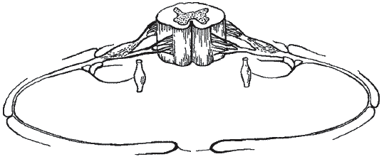 Грыжа позвоночника. Безоперационное лечение и профилактика - _018.png