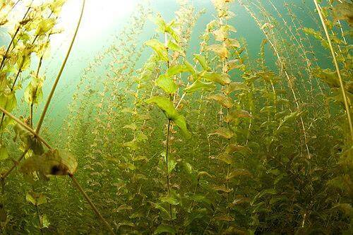 Я великий друид которому 400 лет! Том 10 (СИ) - _2.jpg