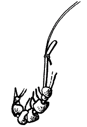 Большая книга рыболова–любителя (с цветной вкладкой) - _028.png