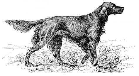 Еловые лапы - i_005.jpg