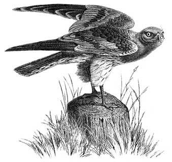 Еловые лапы - i_007.jpg