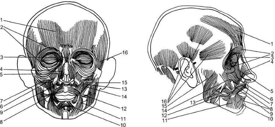 Психология человека от рождения до смерти - _263.jpg