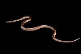 Мой фюрер, вы — шудра (СИ) - image23.jpeg