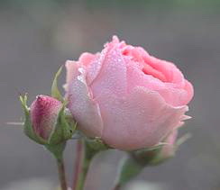 Жена напрокат - pic_51.jpg