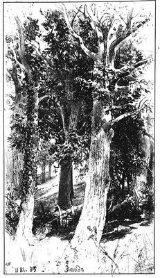 Русский лес. Рассказы русских писателей - i_001.jpg