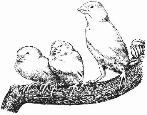 Канарейки - i_003.png