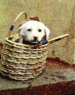 Слово о собаке - i_164.jpg