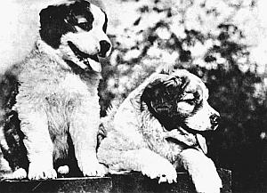 Слово о собаке - i_216.jpg