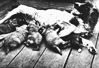 Слово о собаке - i_218.jpg