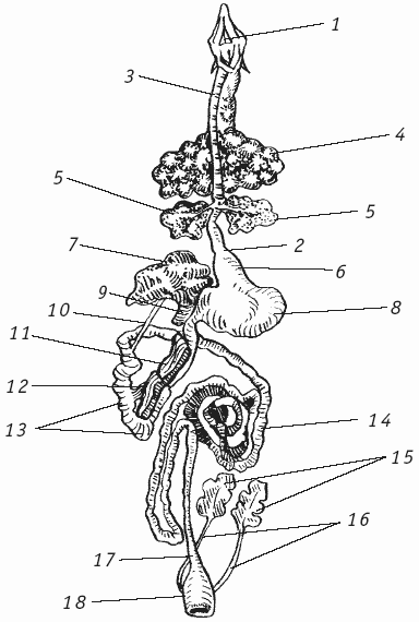 Голуби - i_004.png