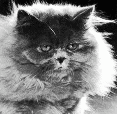 Персидские кошки - i_015.png