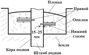 Дача. Что и как можно вырастить? - i_034.png