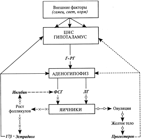 Физиология размножения и репродуктивная патология собак - i_011.png