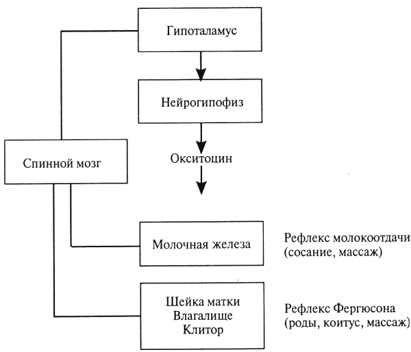 Физиология размножения и репродуктивная патология собак - i_013.png