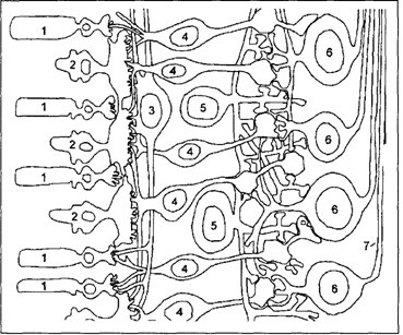 Основы психофизиологии - Александров Ю.И. (ред.) - image015.jpg