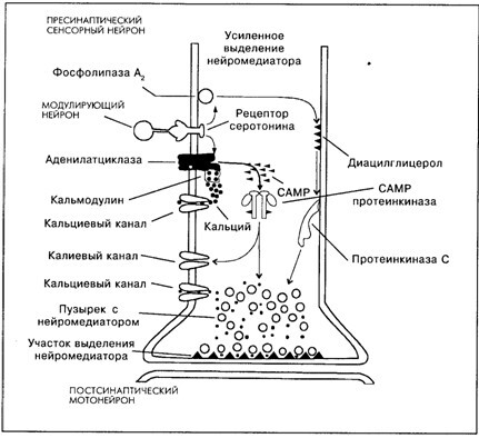 Основы психофизиологии - Александров Ю.И. (ред.) - image040.jpg