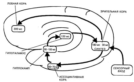 Основы психофизиологии - Александров Ю.И. (ред.) - image043.jpg