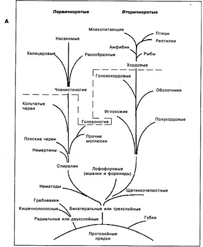 Основы психофизиологии - Александров Ю.И. (ред.) - image070.jpg