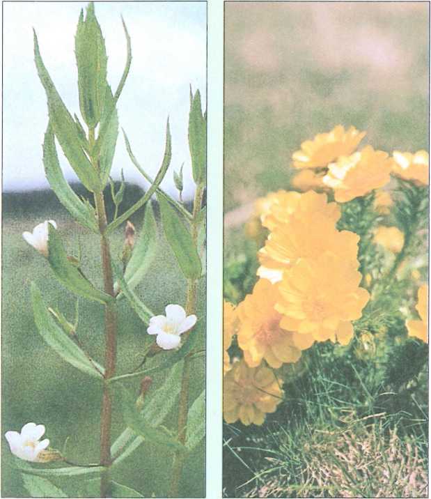 Книга откровений. По следам Одолень-травы - image3.jpg