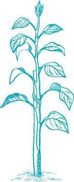 Как вырастить саженцы - pic_14.jpg