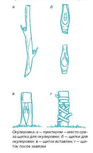 Как вырастить саженцы - pic_15.jpg