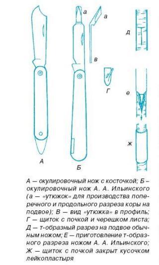 Как вырастить саженцы - pic_16.jpg