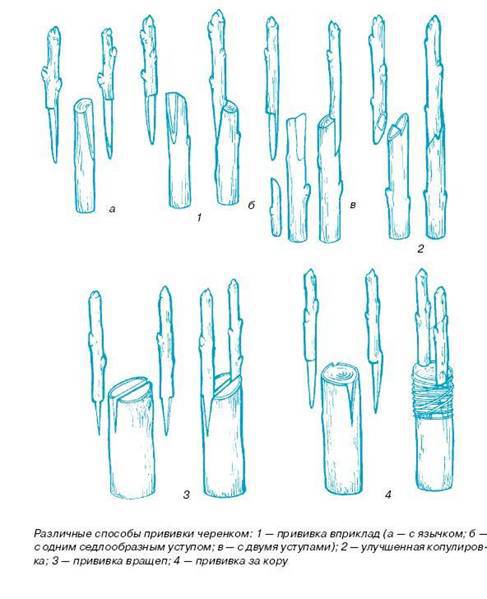 Как вырастить саженцы - pic_17.jpg