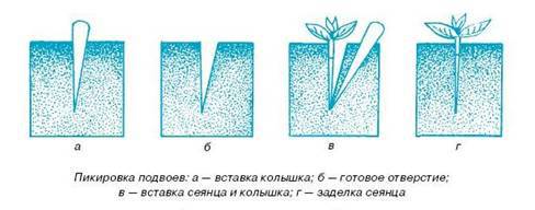 Как вырастить саженцы - pic_4.jpg