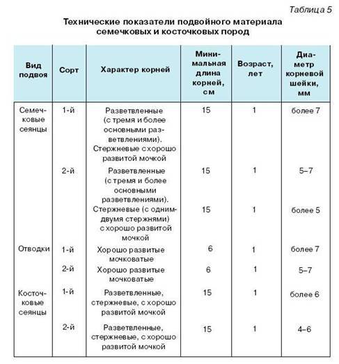 Как вырастить саженцы - pic_9.jpg