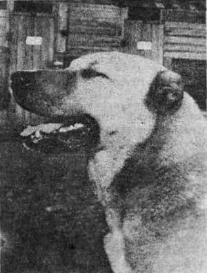 Отечественные породы служебных собак азиатского происхождения - i_004.jpg