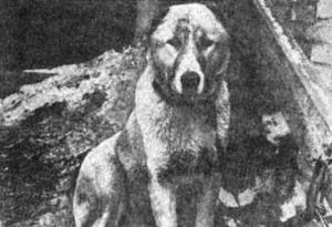 Отечественные породы служебных собак азиатского происхождения - i_023.jpg
