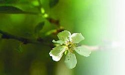 Черешня - i_016.jpg