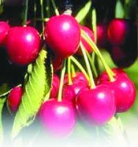 Черешня - i_017.jpg