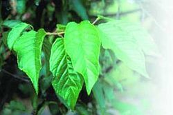 Черешня - i_018.jpg