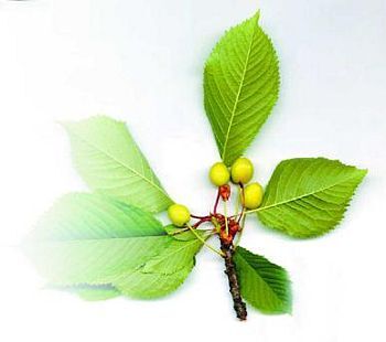 Черешня - i_019.jpg