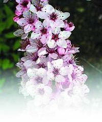 Черешня - i_021.jpg