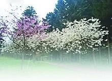 Черешня - i_022.jpg