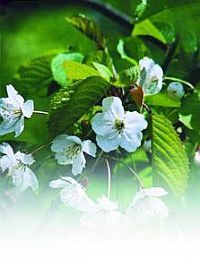 Черешня - i_024.jpg