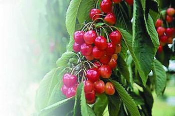 Черешня - i_026.jpg