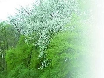 Черешня - i_027.jpg