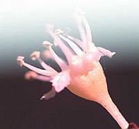 Черешня - i_028.jpg