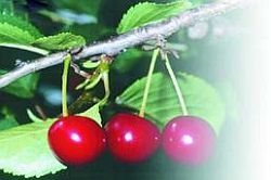 Черешня - i_029.jpg