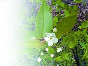 Черешня - i_030.jpg