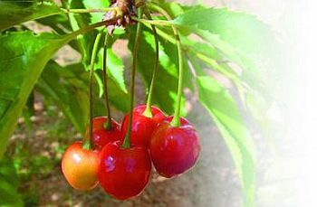 Черешня - i_031.jpg