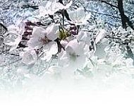 Черешня - i_032.jpg